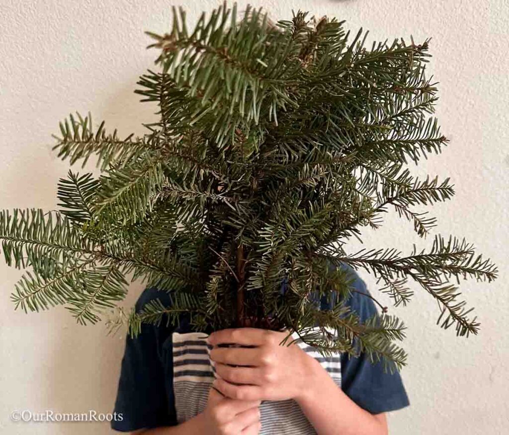 Evergreens for a traditional Catholic Paradeisl